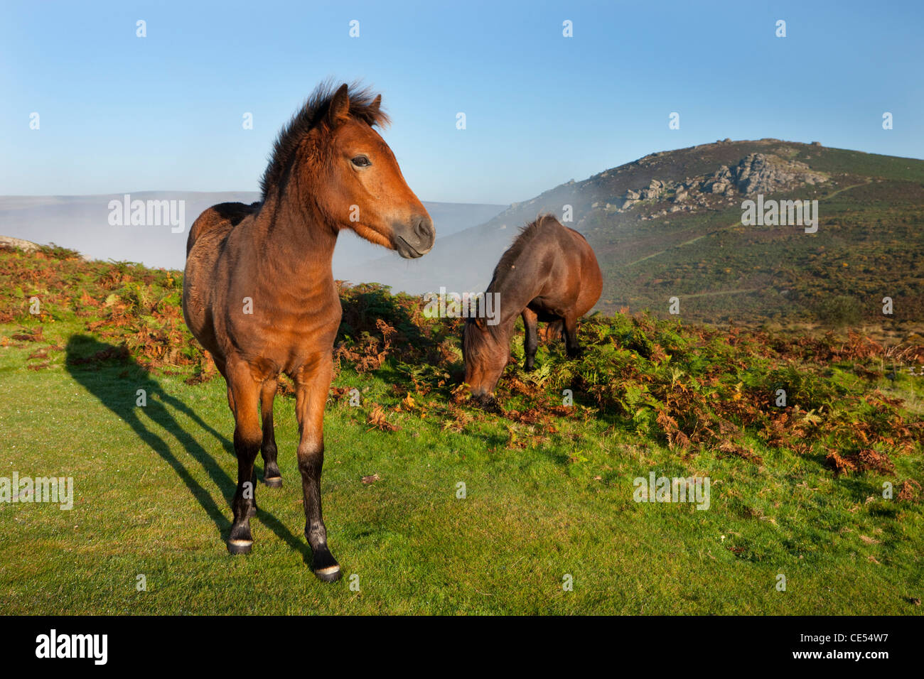 Dartmoor ponies grazing on open moorland, Dartmoor, Devon, England. Autumn (September) 2011. Stock Photo