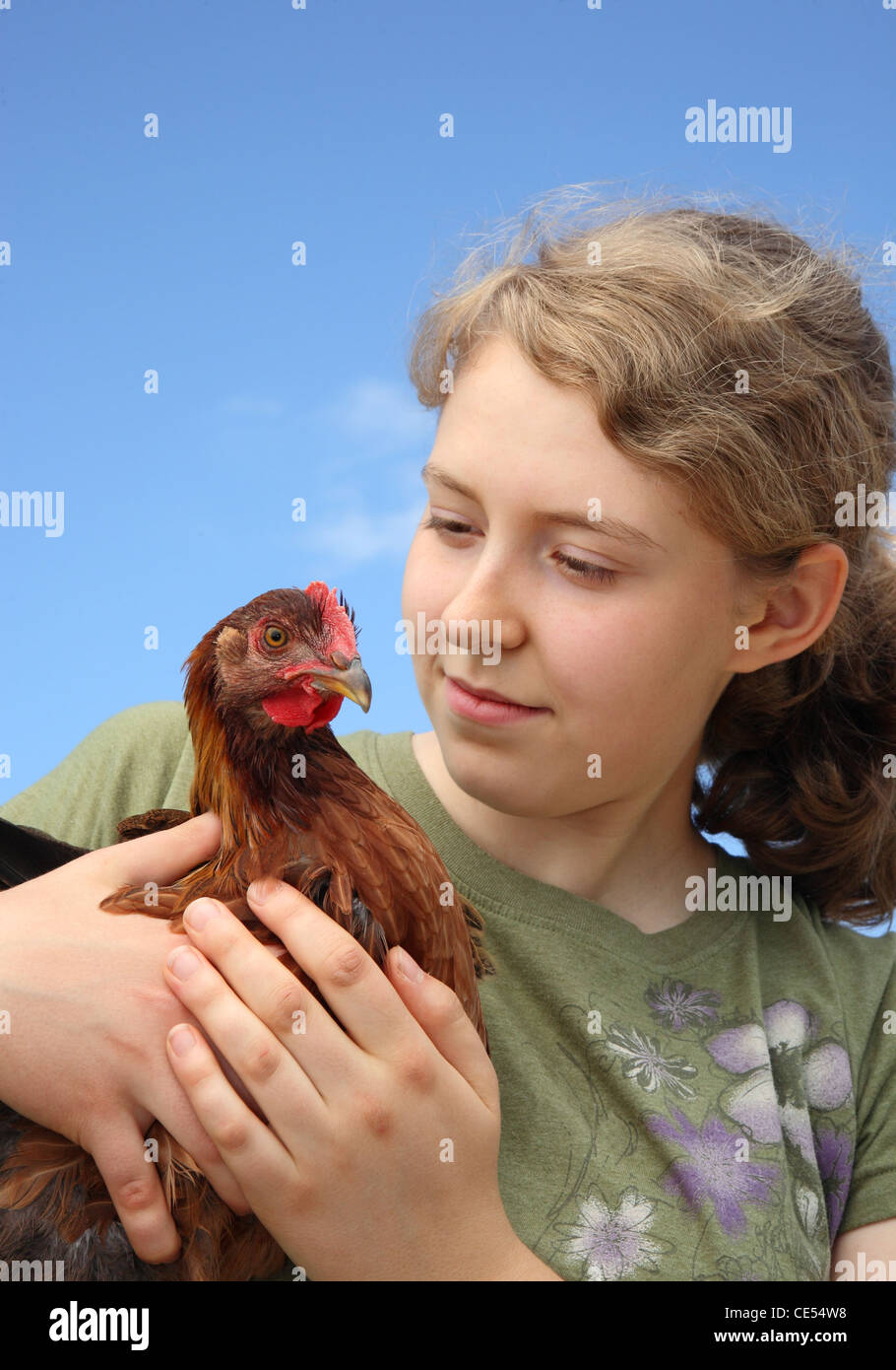 Petting a chicken hires stock photography and images Alamy