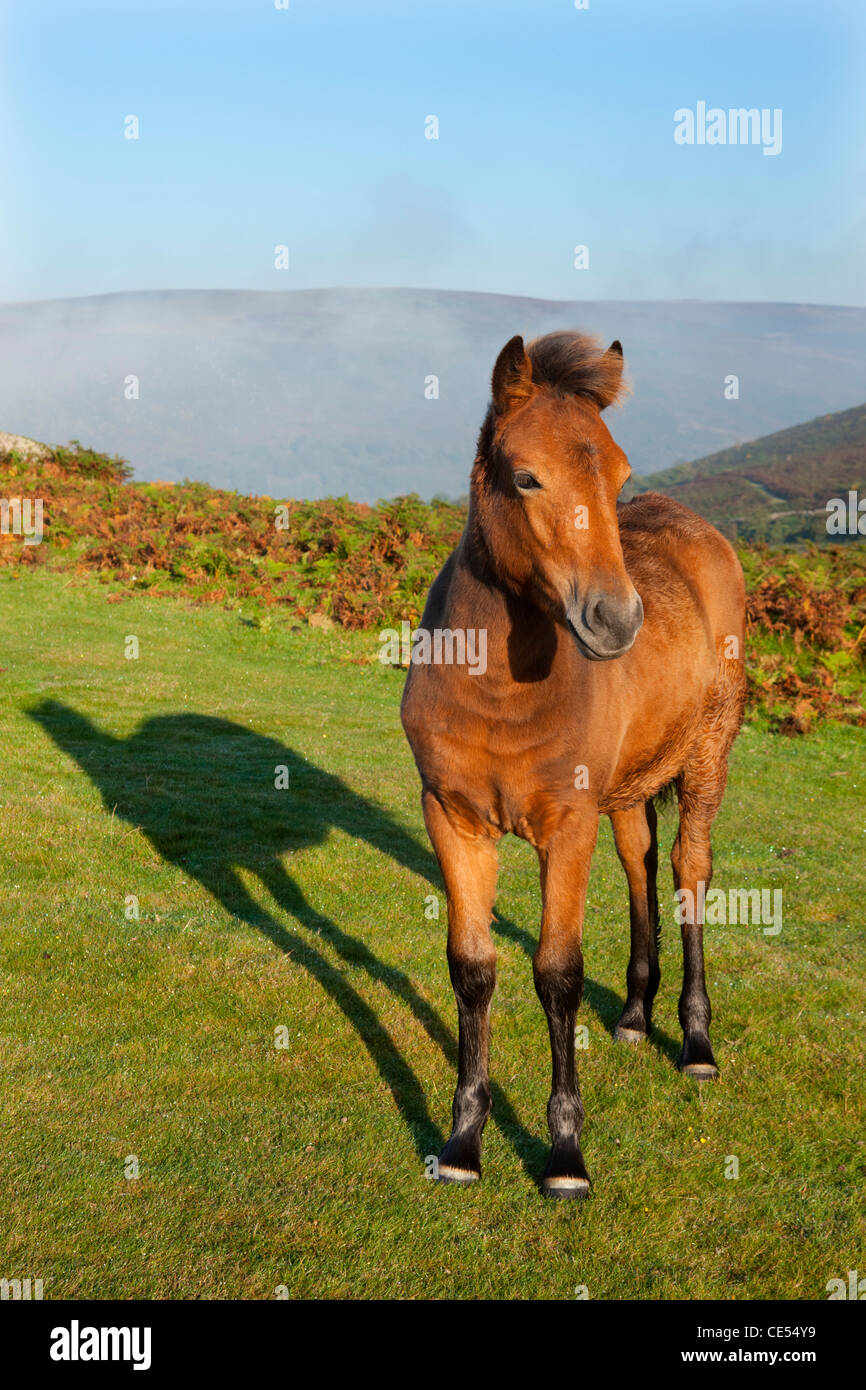 Dartmoor Pony foal on the Dartmoor moorland, Devon, England. Autumn (September) 2011. Stock Photo