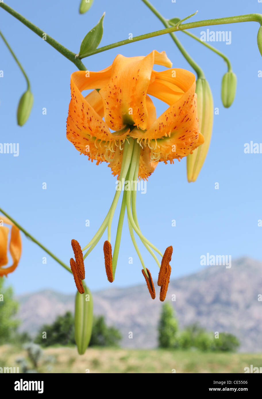 beautiful unique orange Henry's lily flower against sky and mountains Stock Photo