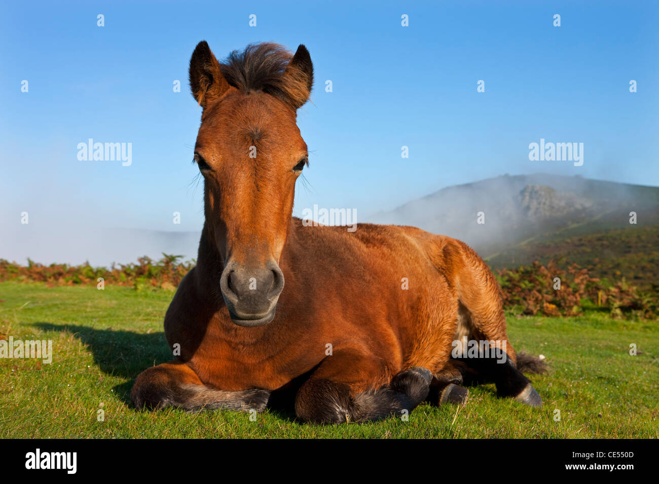 Dartmoor Pony foal resting on open moorland, Dartmoor, Devon, England. Autumn (September) 2011. Stock Photo