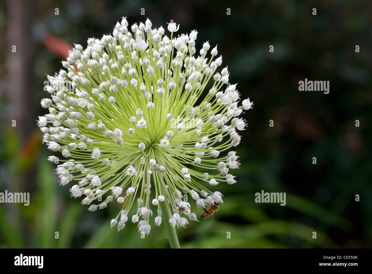 The bulbous flower of a garlic plant Stock Photo Alamy