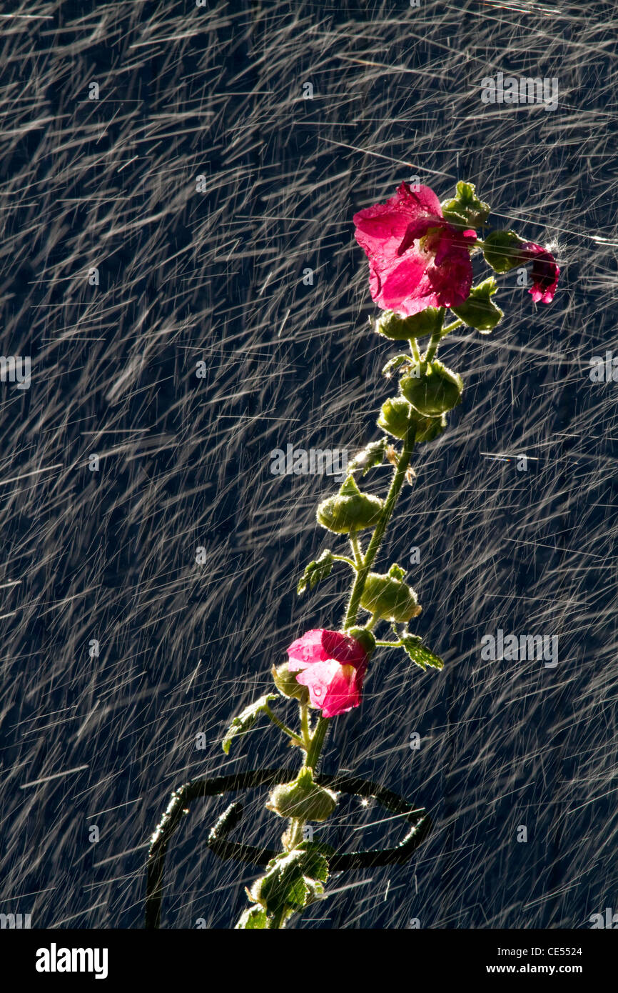 Hollyhock flowering plant being watered by a sprinkler in Boise, Idaho, USA. Stock Photo