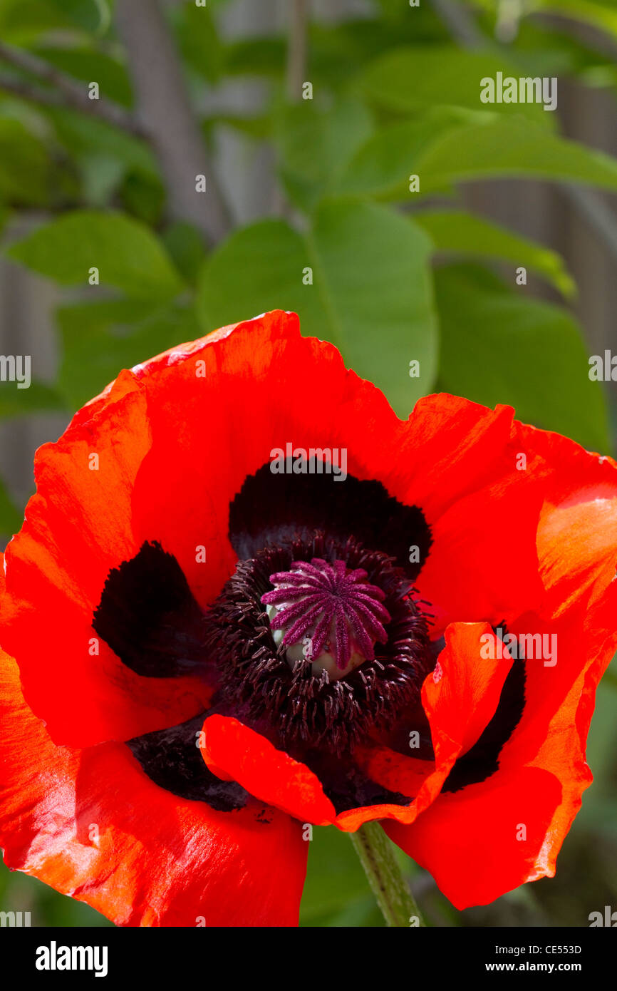 Oriental poppy. Stock Photo