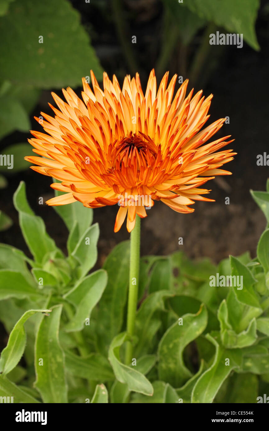 spiky orange zeolight flower closeup Stock Photo Alamy