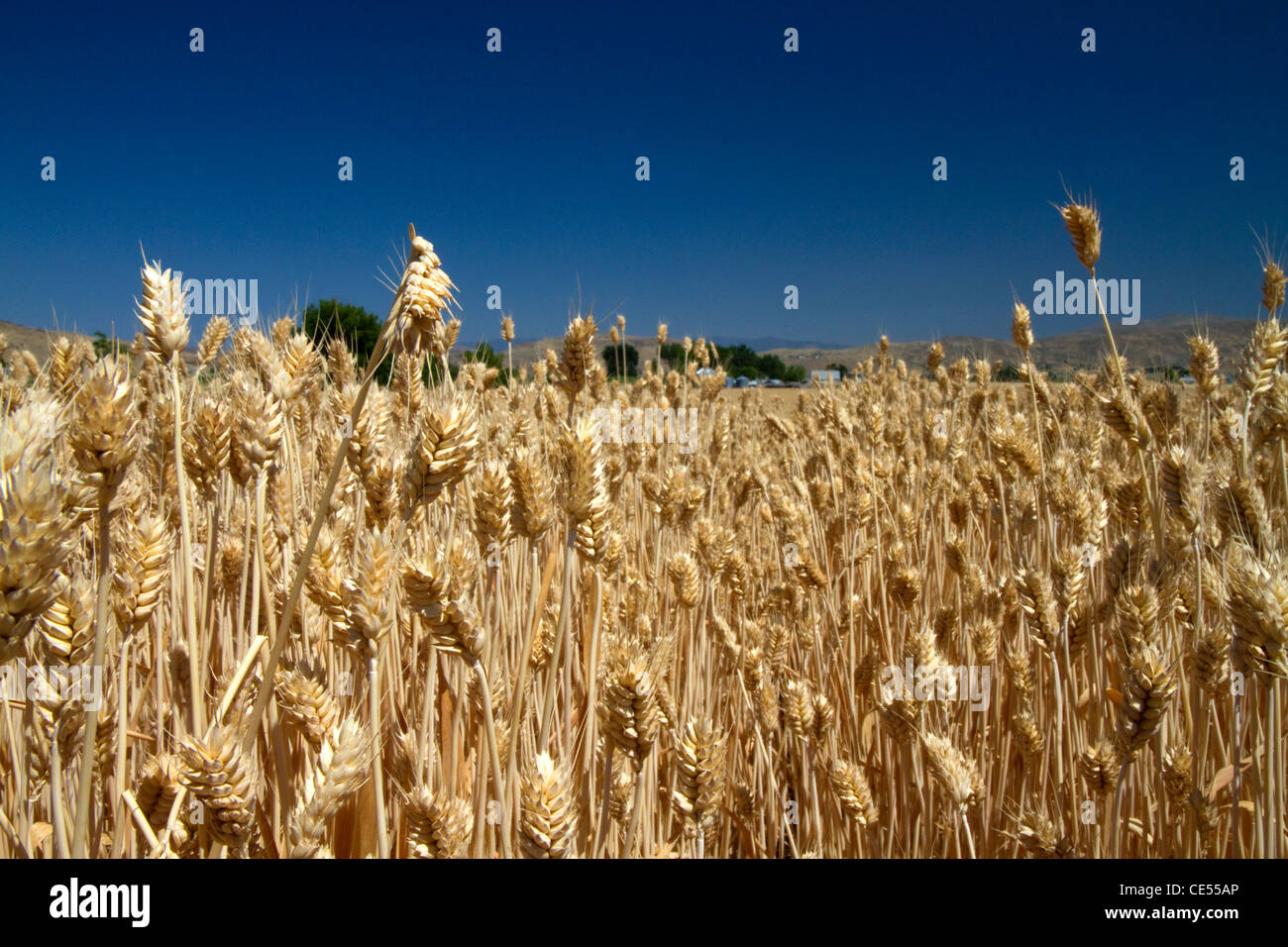 Wheat field near Emmett, Idaho, USA. Stock Photo