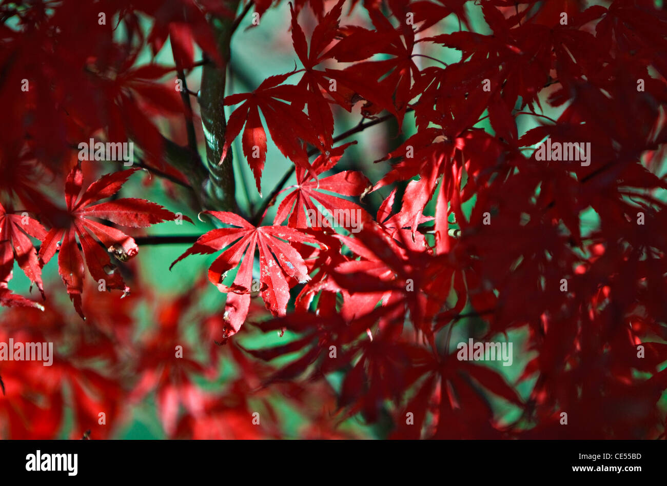 Red Leaf Japanese Acer Tree Stock Photo