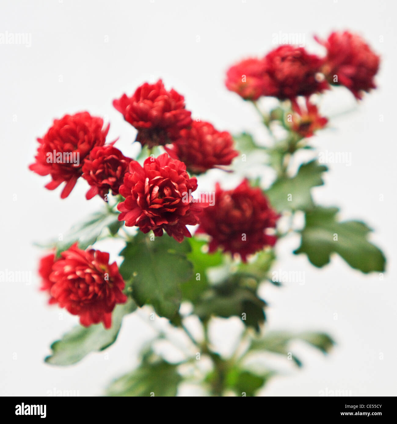 Chrysanthemum garden mums hi-res stock photography and images - Alamy