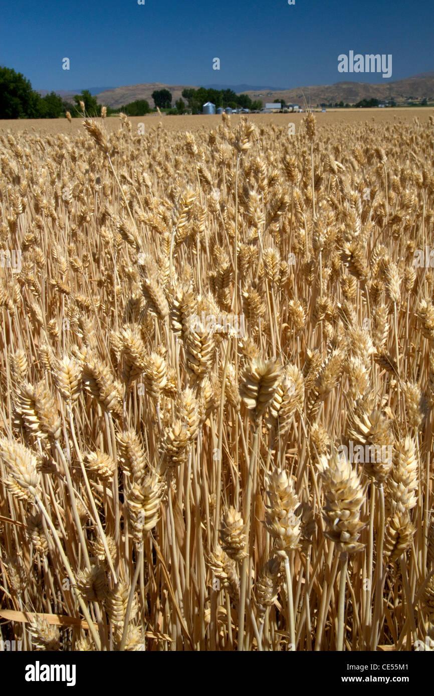 Wheat field near Emmett, Idaho, USA. Stock Photo