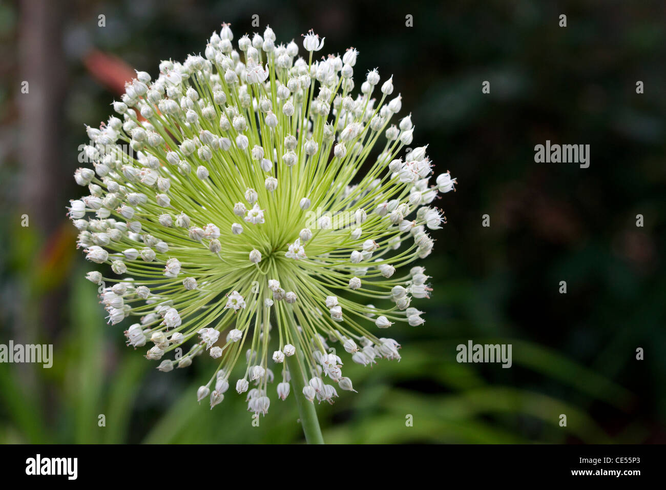 The bulbous flower of a garlic plant. Stock Photo