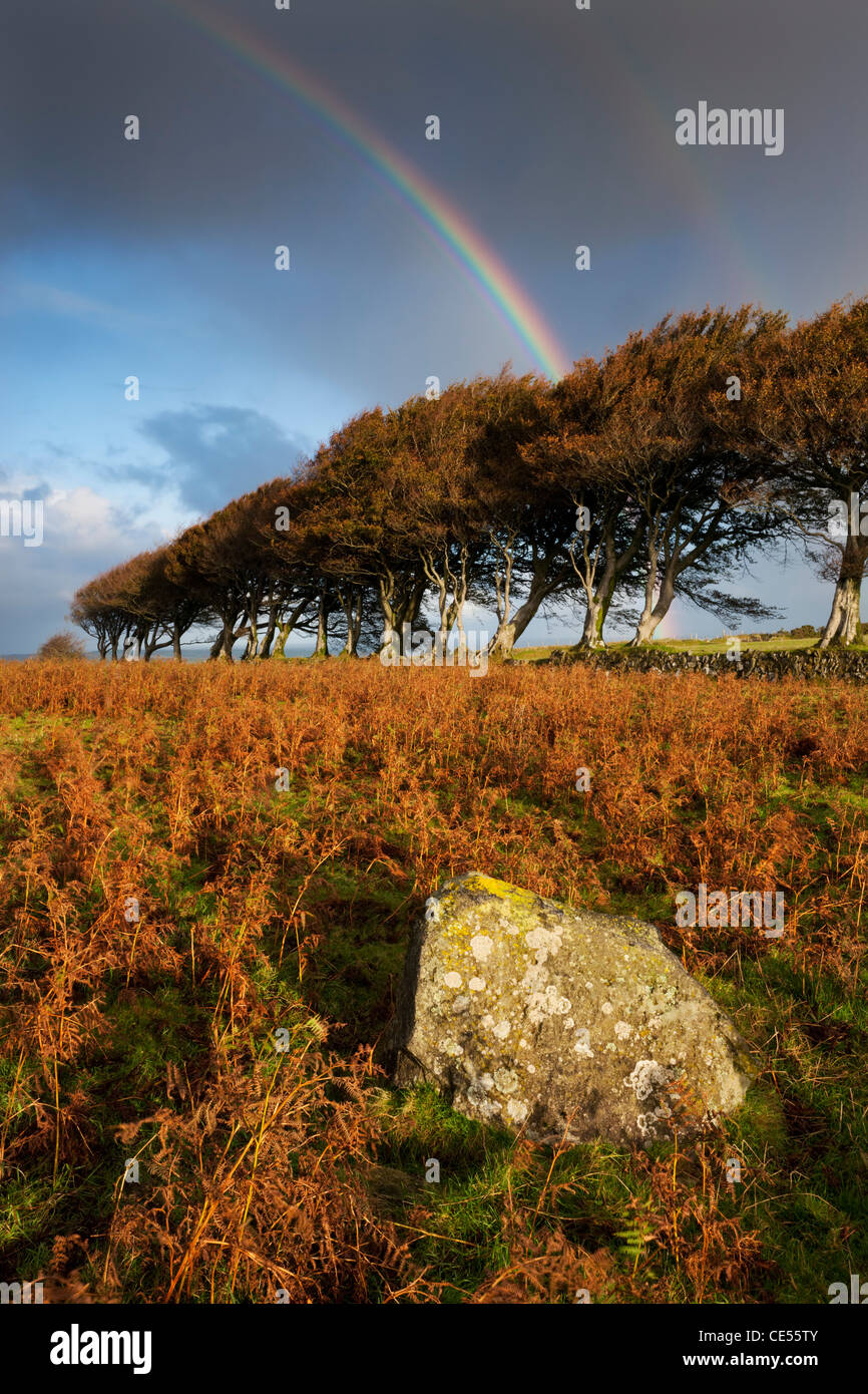 Rainbow above Prewley Moor in Dartmoor, Devon, England. Autumn (October) 2011. Stock Photo
