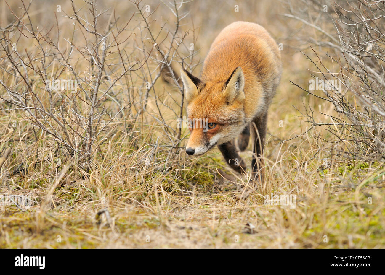 Red fox (Vulpes vulpes) looking for prey in the bushes along animal track Stock Photo