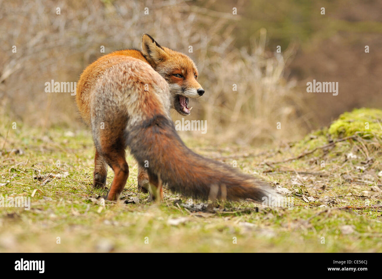 Red fox (Vulpes vulpes) looking back and calling Stock Photo