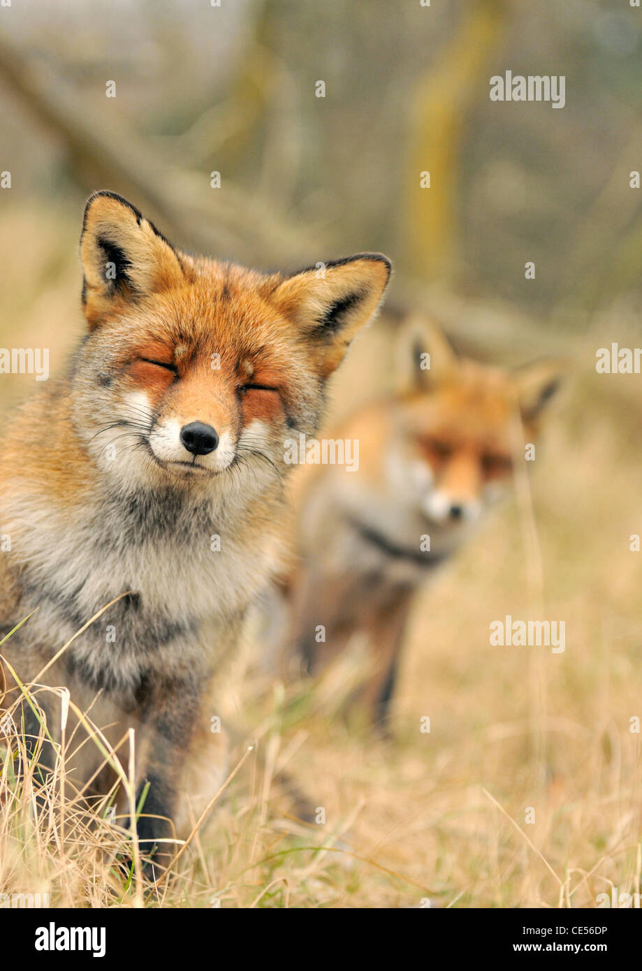 Two Red foxes (Vulpes vulpes) sitting with eyes closed Stock Photo