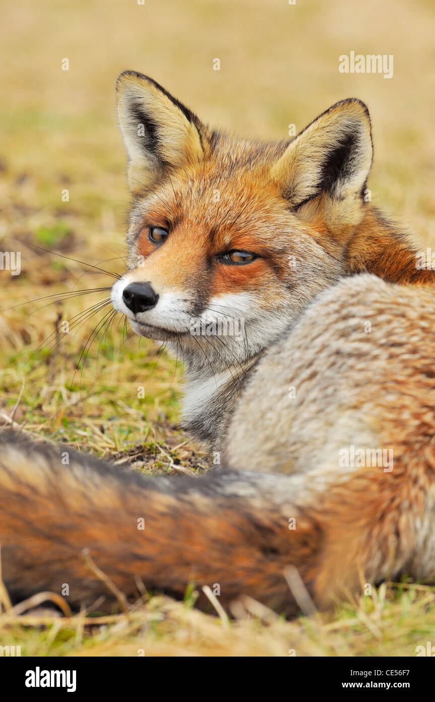 Close-up of Red fox (Vulpes vulpes) resting Stock Photo