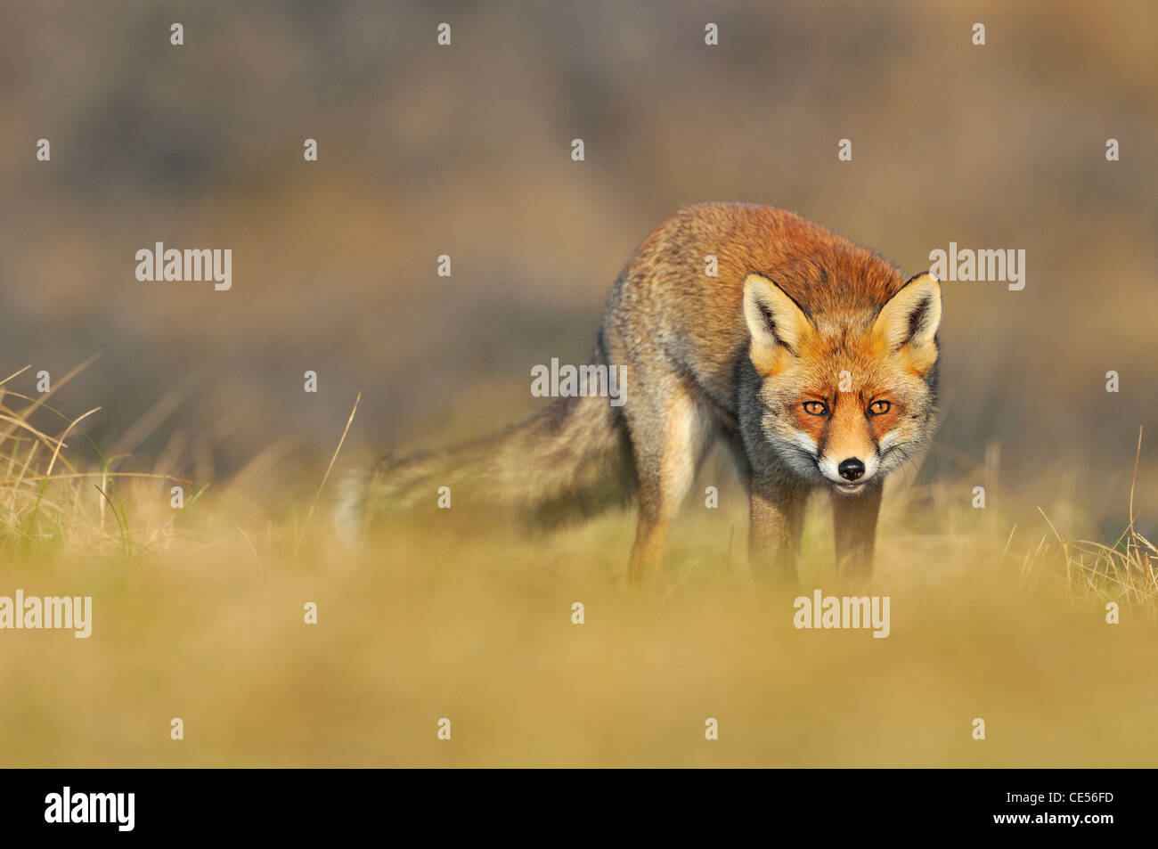 Red fox (Vulpes vulpes) sneaking up prey Stock Photo