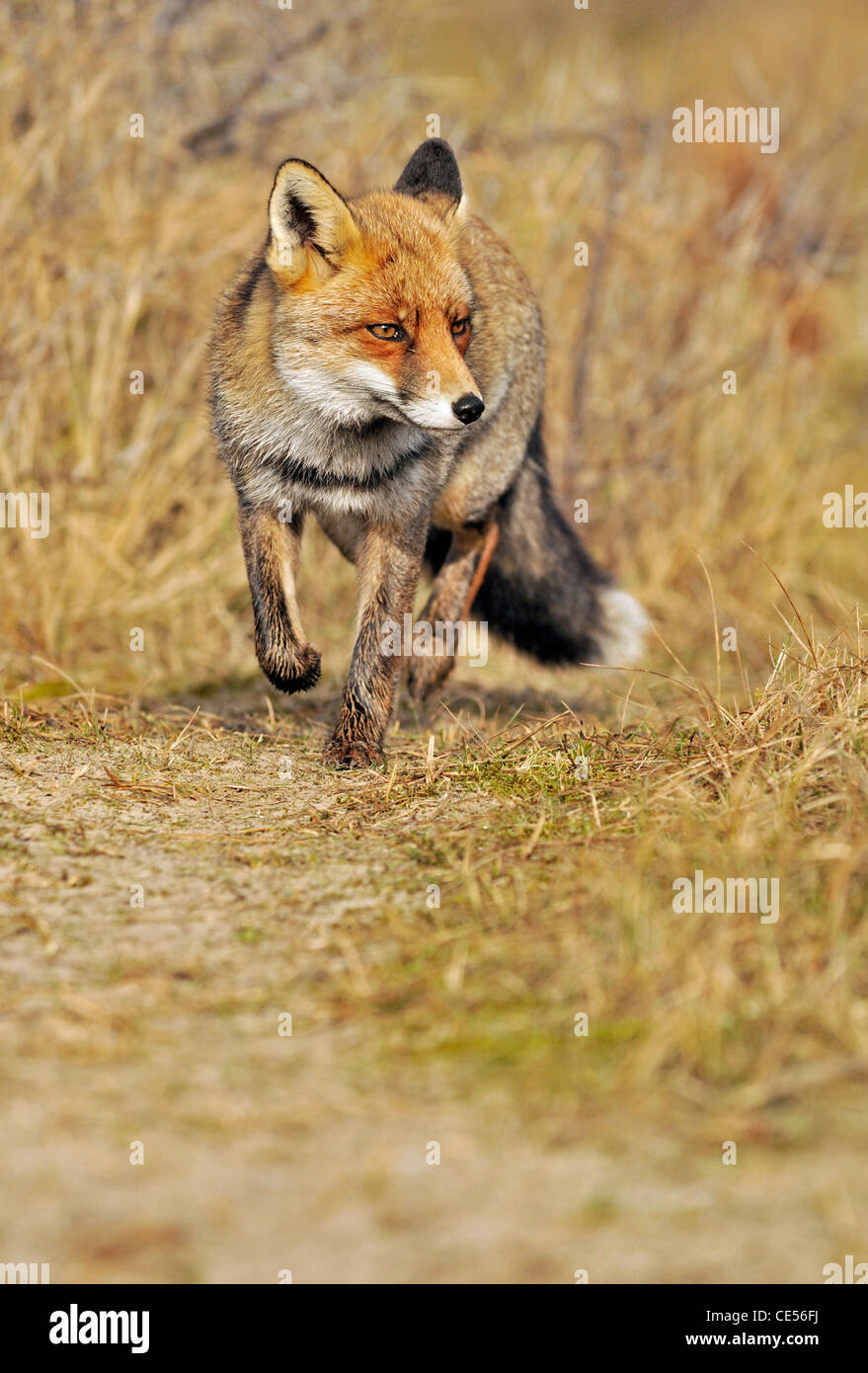Red fox (Vulpes vulpes) running down animal track looking for prey Stock Photo