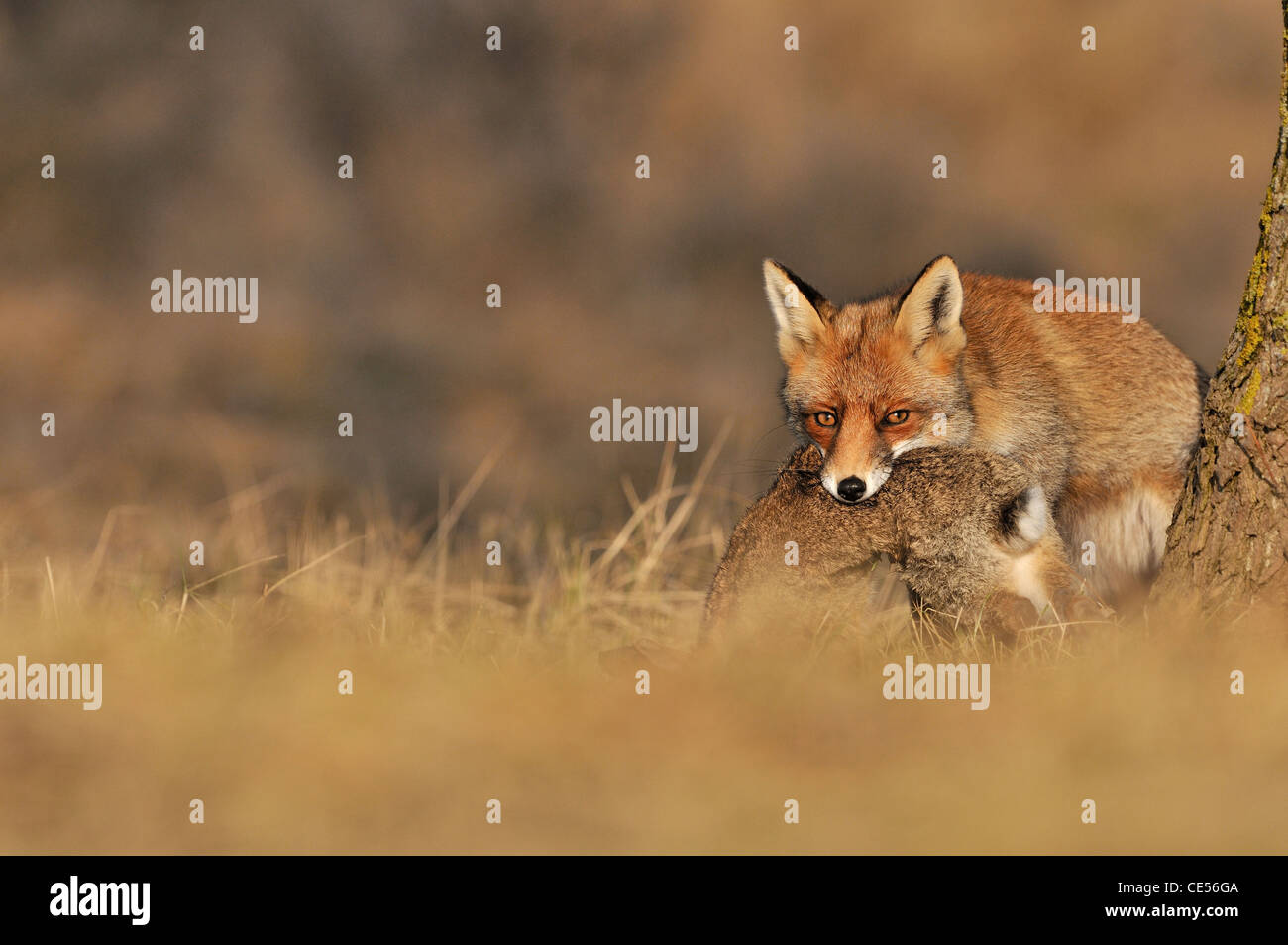 Red fox (Vulpes vulpes) carrying killed rabbit in mouth Stock Photo