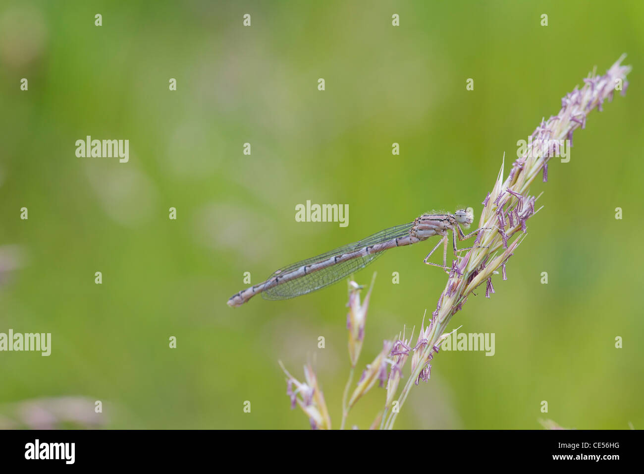 Damselfly resting on a grass stem closeup Stock Photo - Alamy