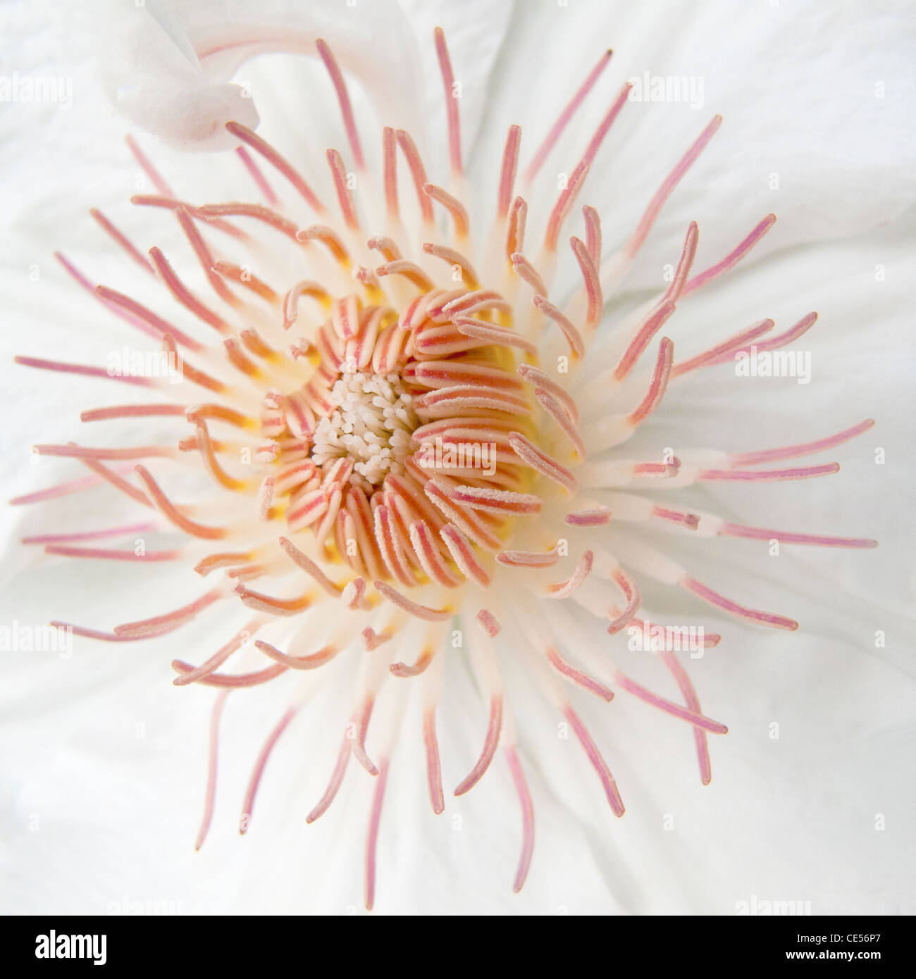 Exquisite beauty of an open white Clematis flower, showing beautiful, delicate pastel shades of the stamens. Stock Photo
