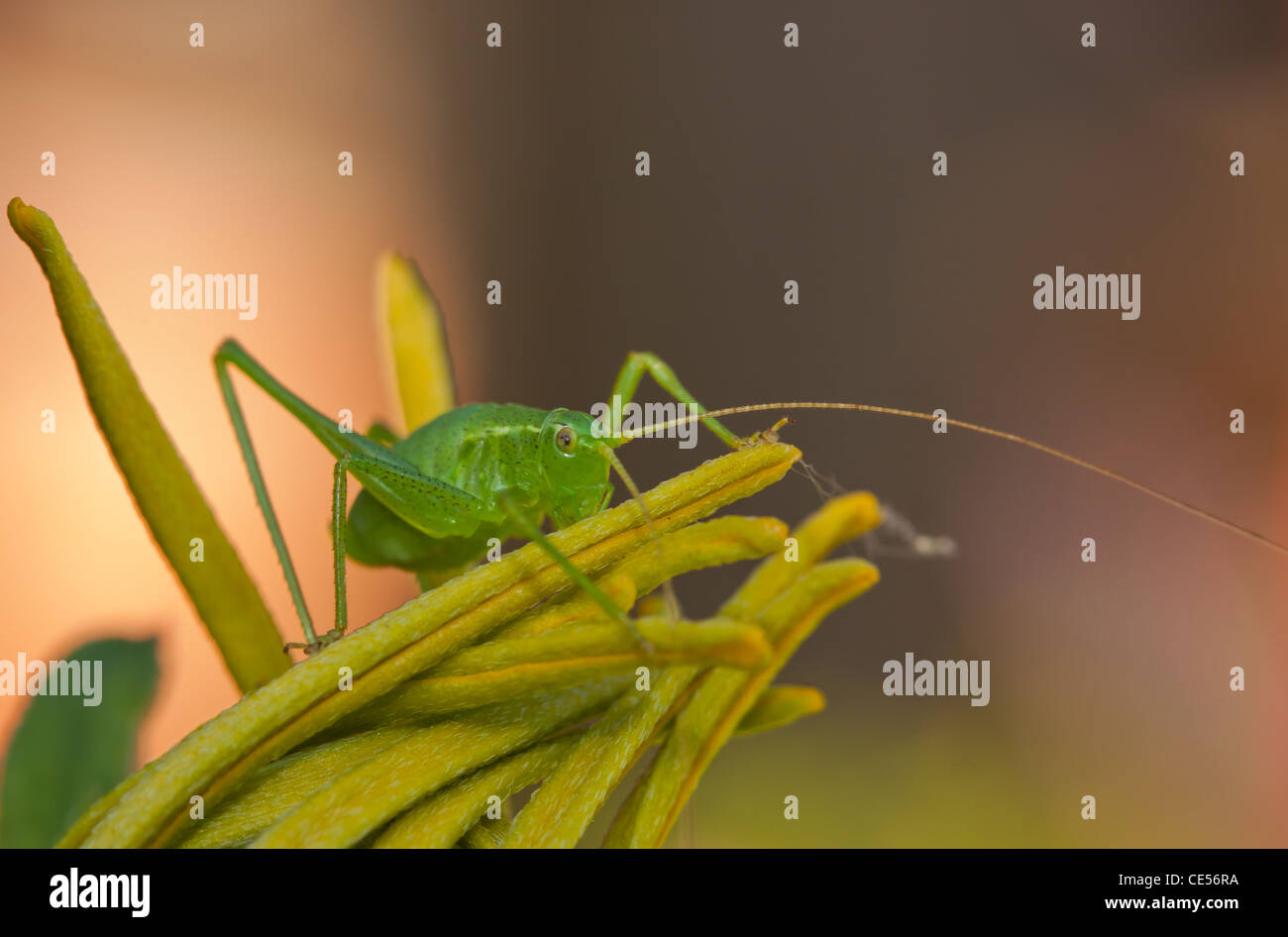 Close up of a with its long antennas Stock Photo Alamy