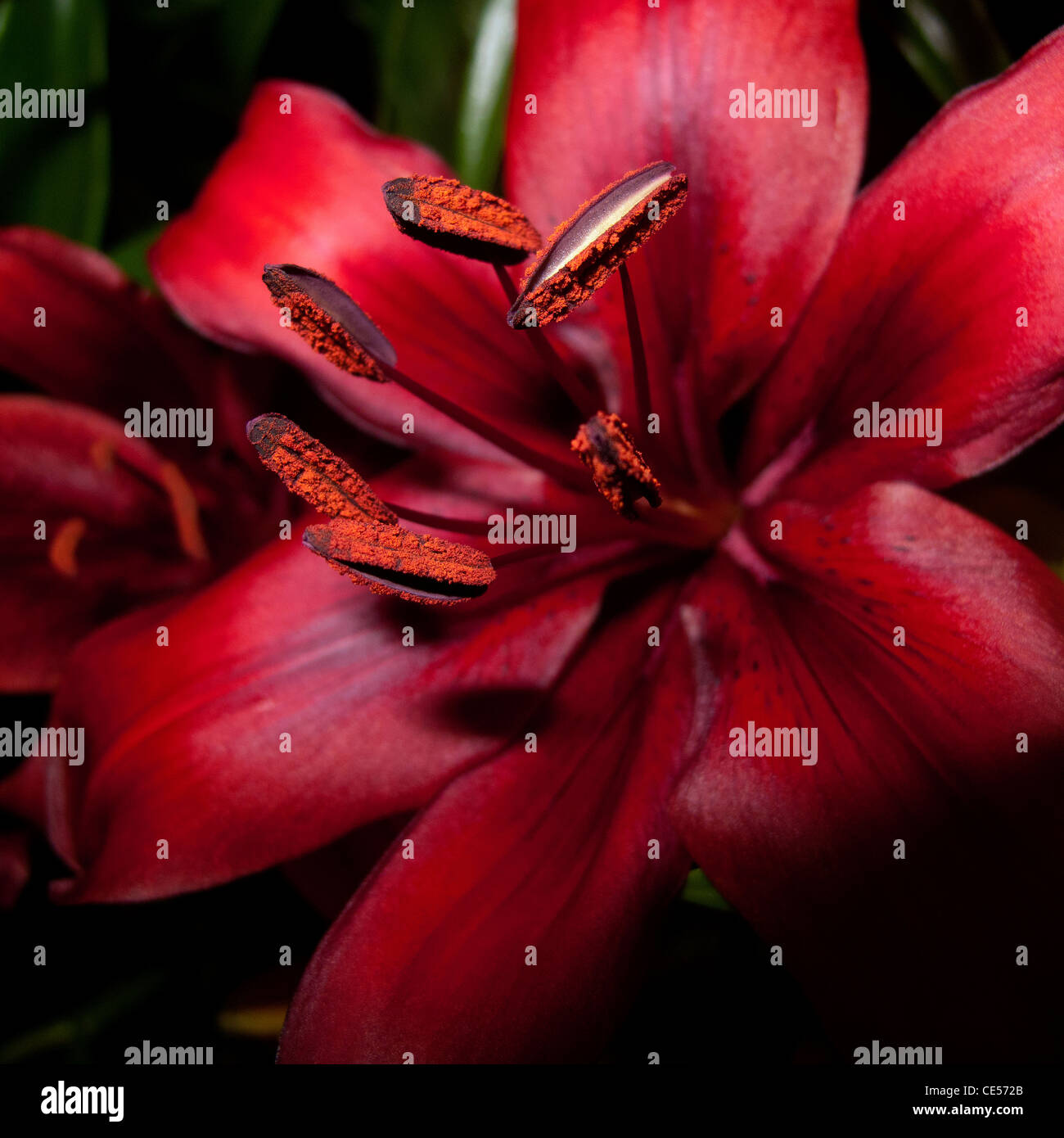 Glorious, elegant and exotic,  red Lily flower, which inspires feelings of passion, love and desire. Stock Photo