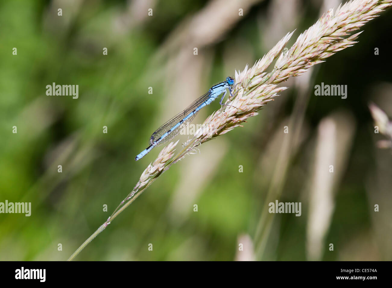 Blue Damselfly resting on a grass stem closeup Stock Photo