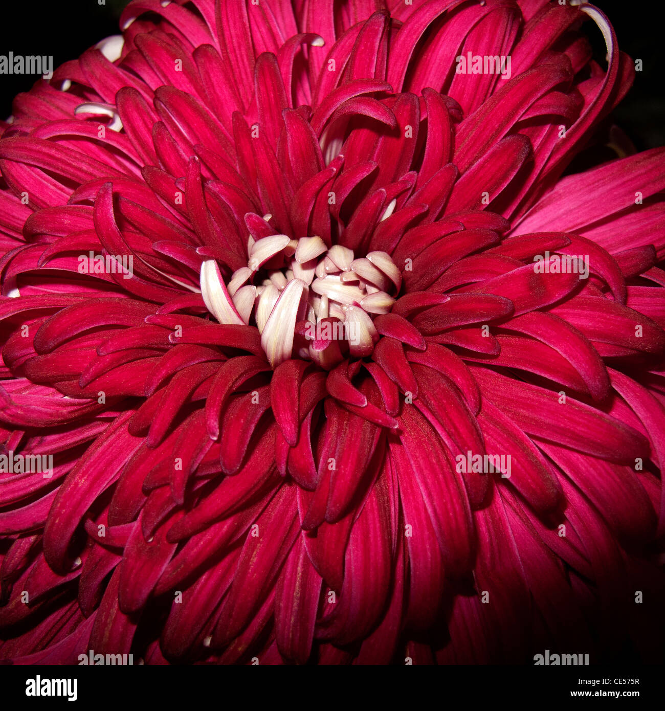Perfection. A perfect red chrysanthemum means 'I love you' . A flower of optimism, happiness and to celebrate long life. Stock Photo