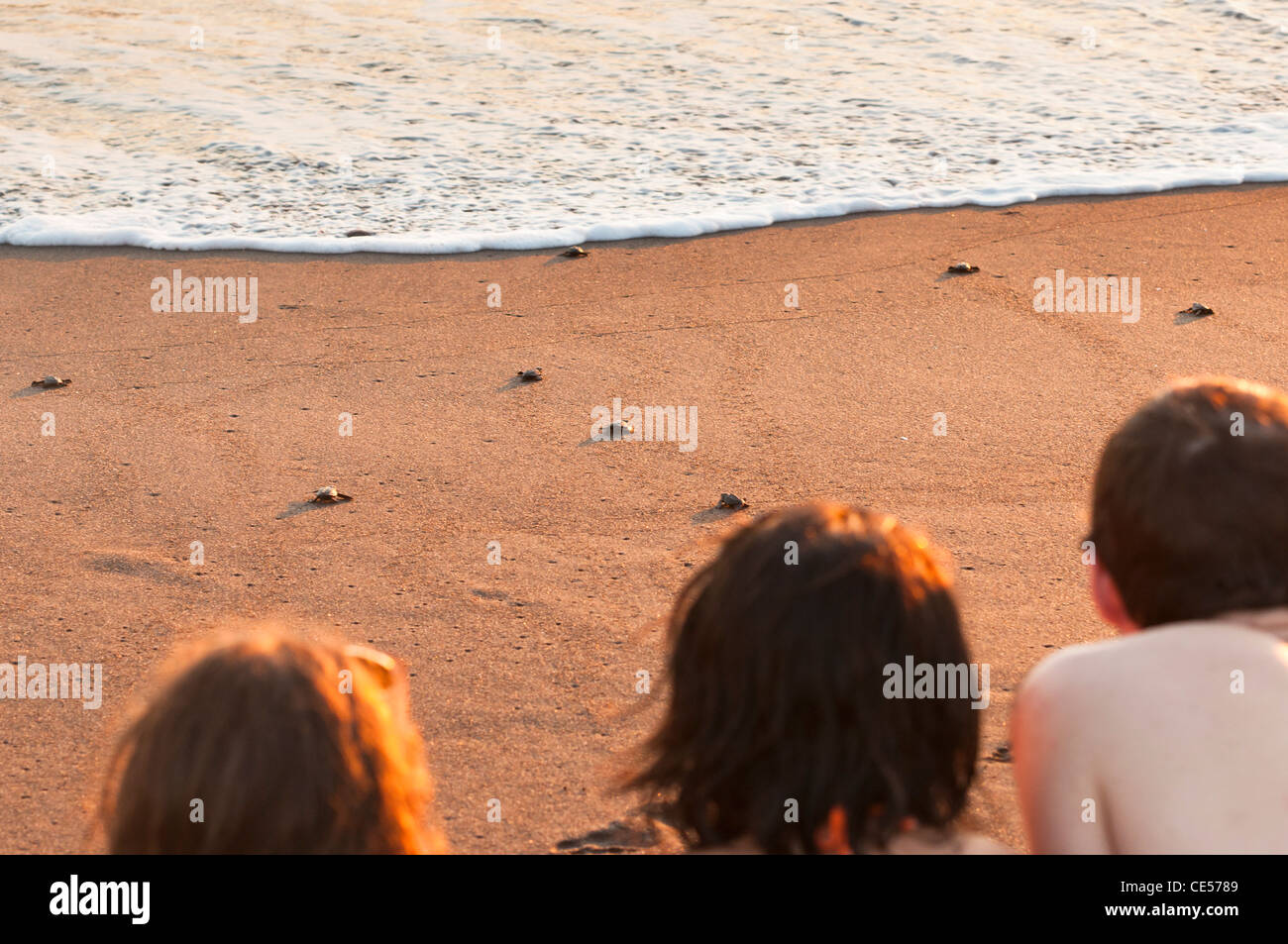 Turtle release program in Monterrico, Guatemala. Stock Photo