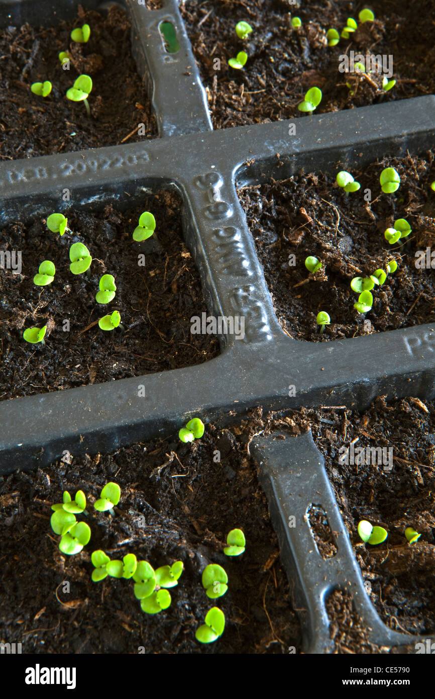 basil seedlings clump together basil seedlings clump together