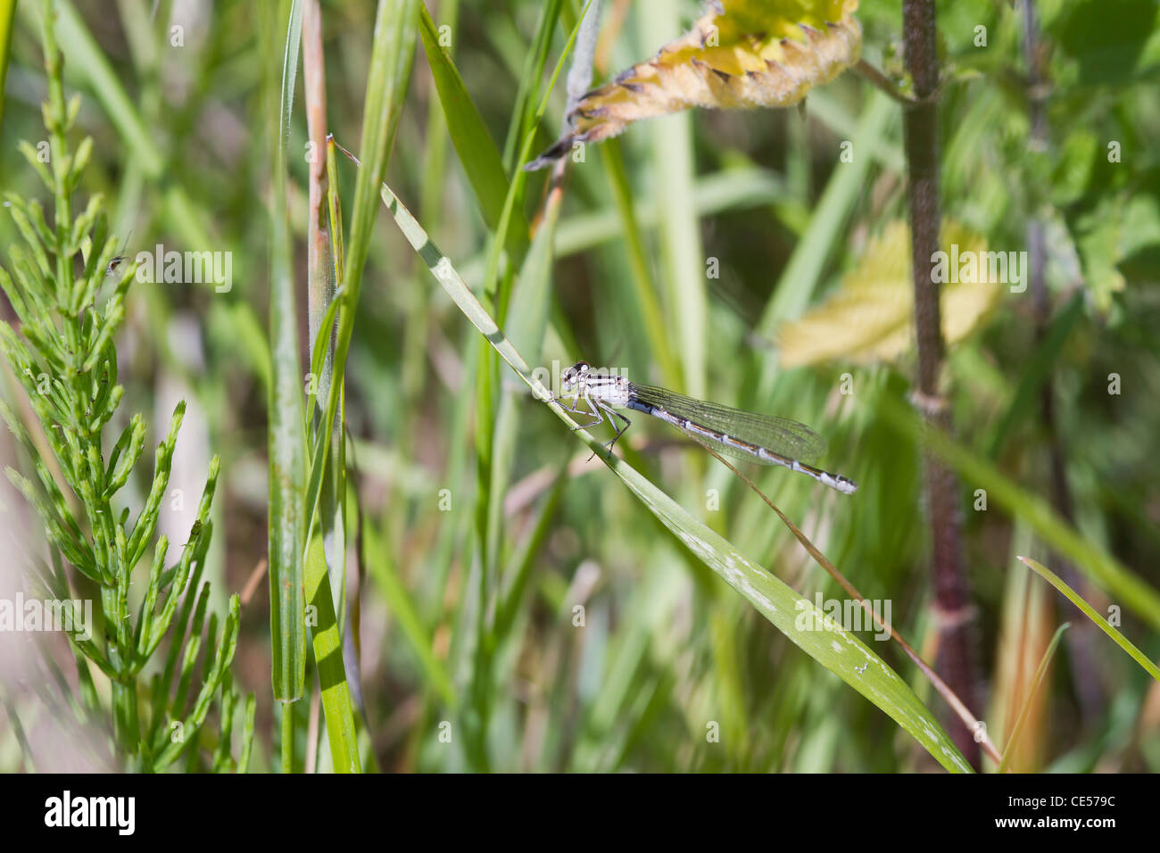 Damselfly resting on a grass stem closeup Stock Photo - Alamy