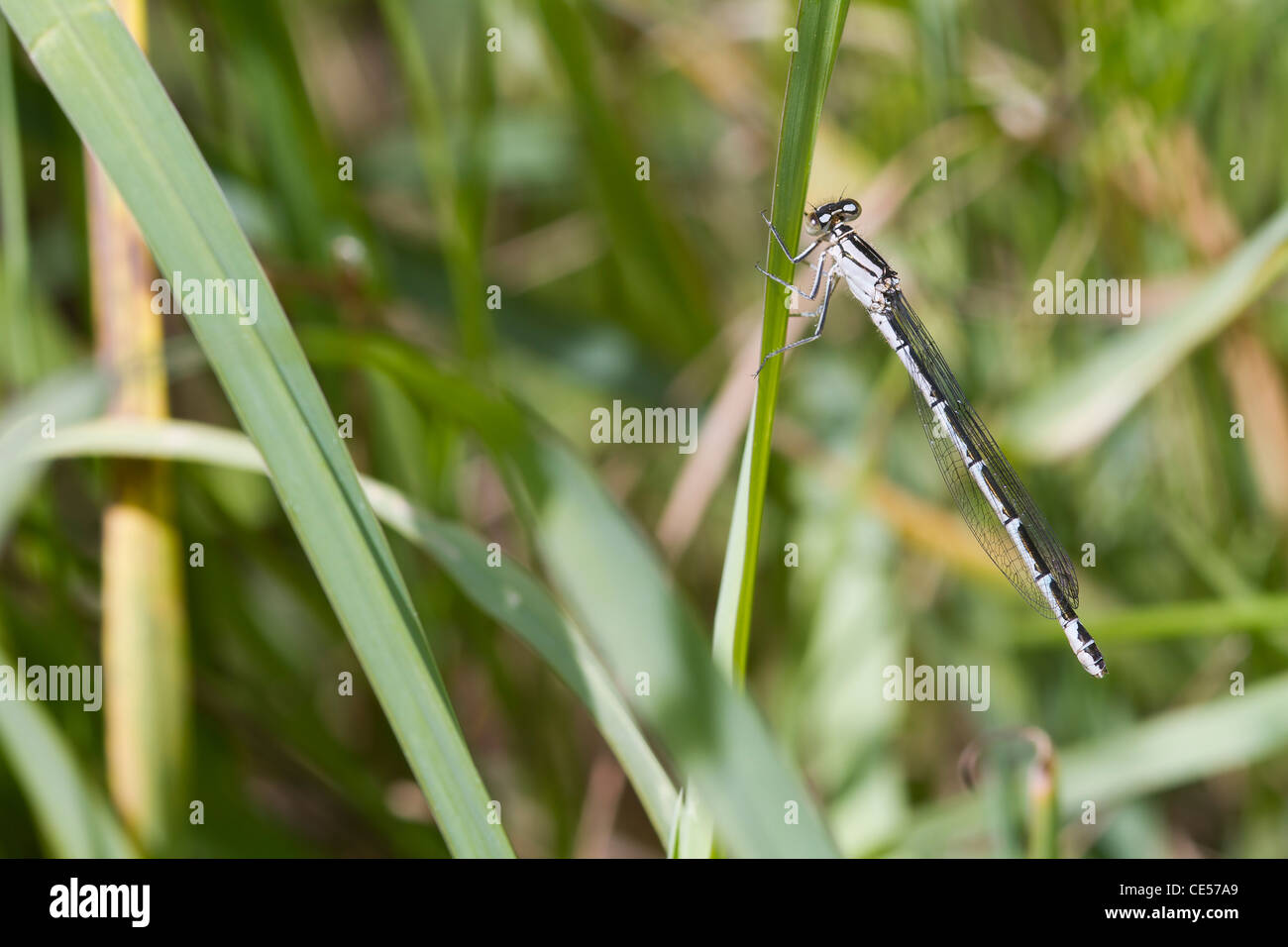 Damselfly resting on a grass stem closeup Stock Photo - Alamy