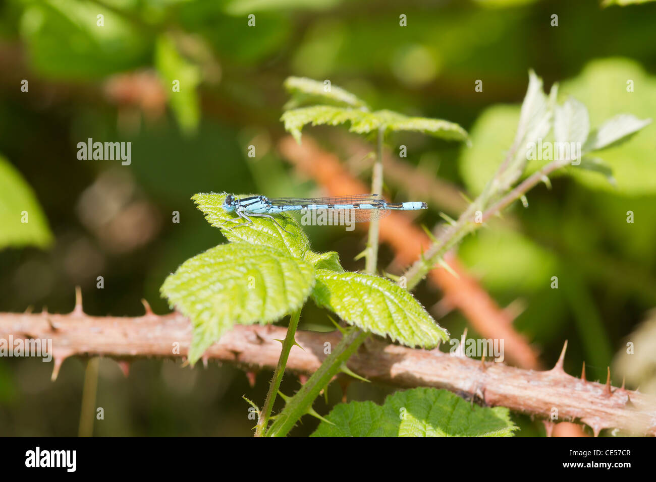 Blue Damselfly resting on a leaf closeup Stock Photo - Alamy