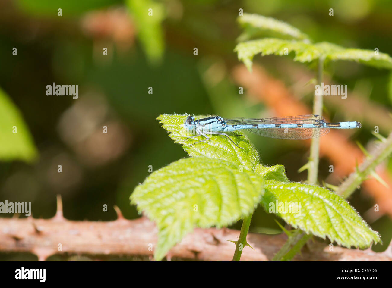 Blue Damselfly resting on a leaf closeup Stock Photo - Alamy
