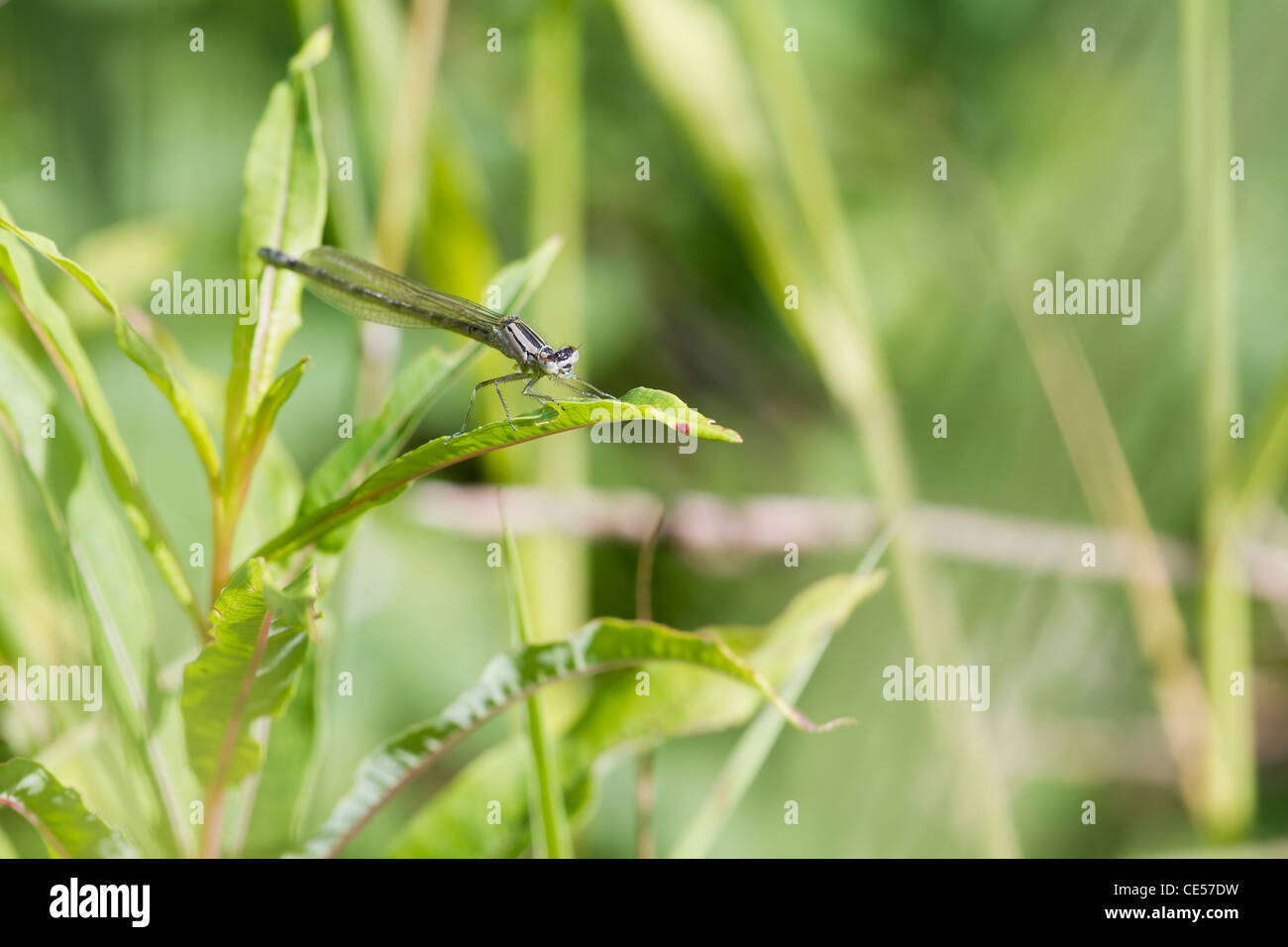 Damselfly resting on a large leaf closeup Stock Photo - Alamy