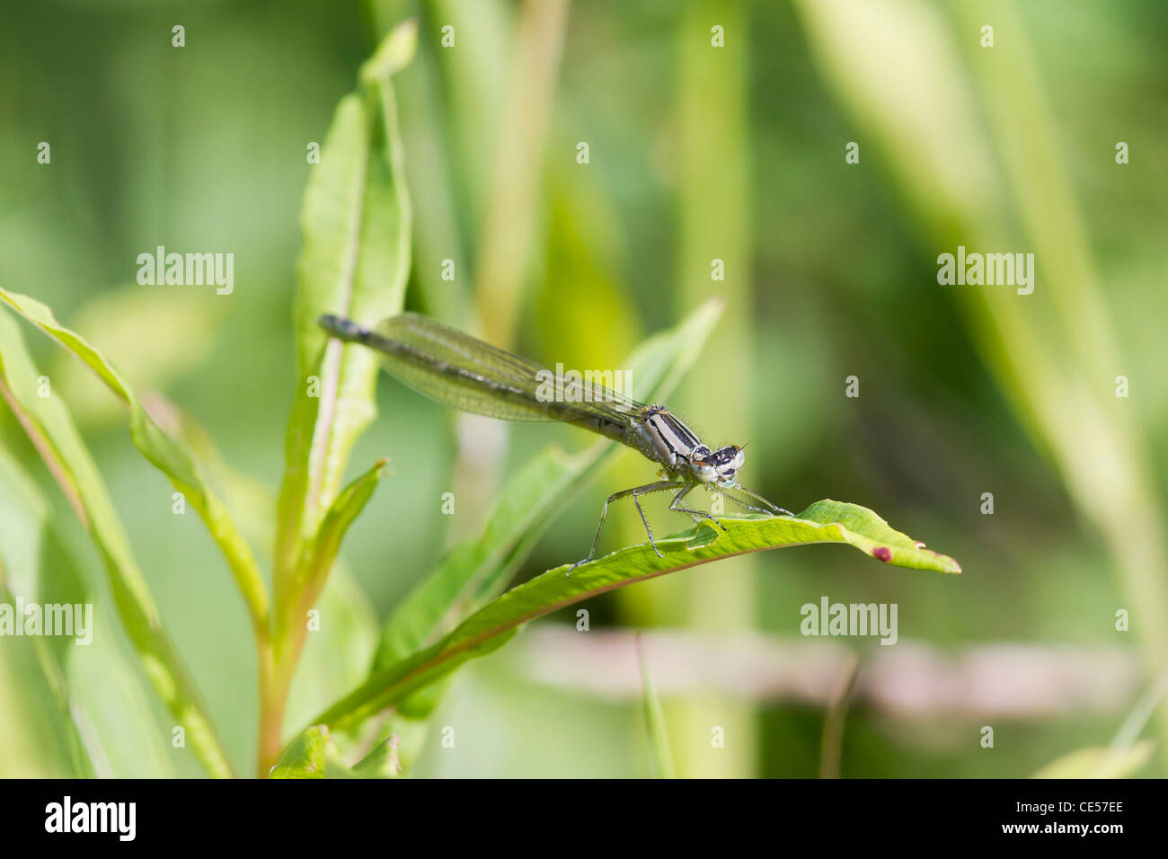 Damselfly resting on a large leaf closeup Stock Photo - Alamy