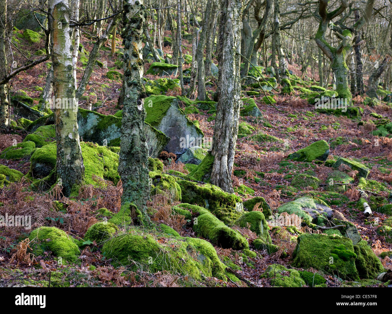 Birch woodland on steep rocky slopes below Froggatt Edge near Baslow in the Derbyshire Peak district Stock Photo