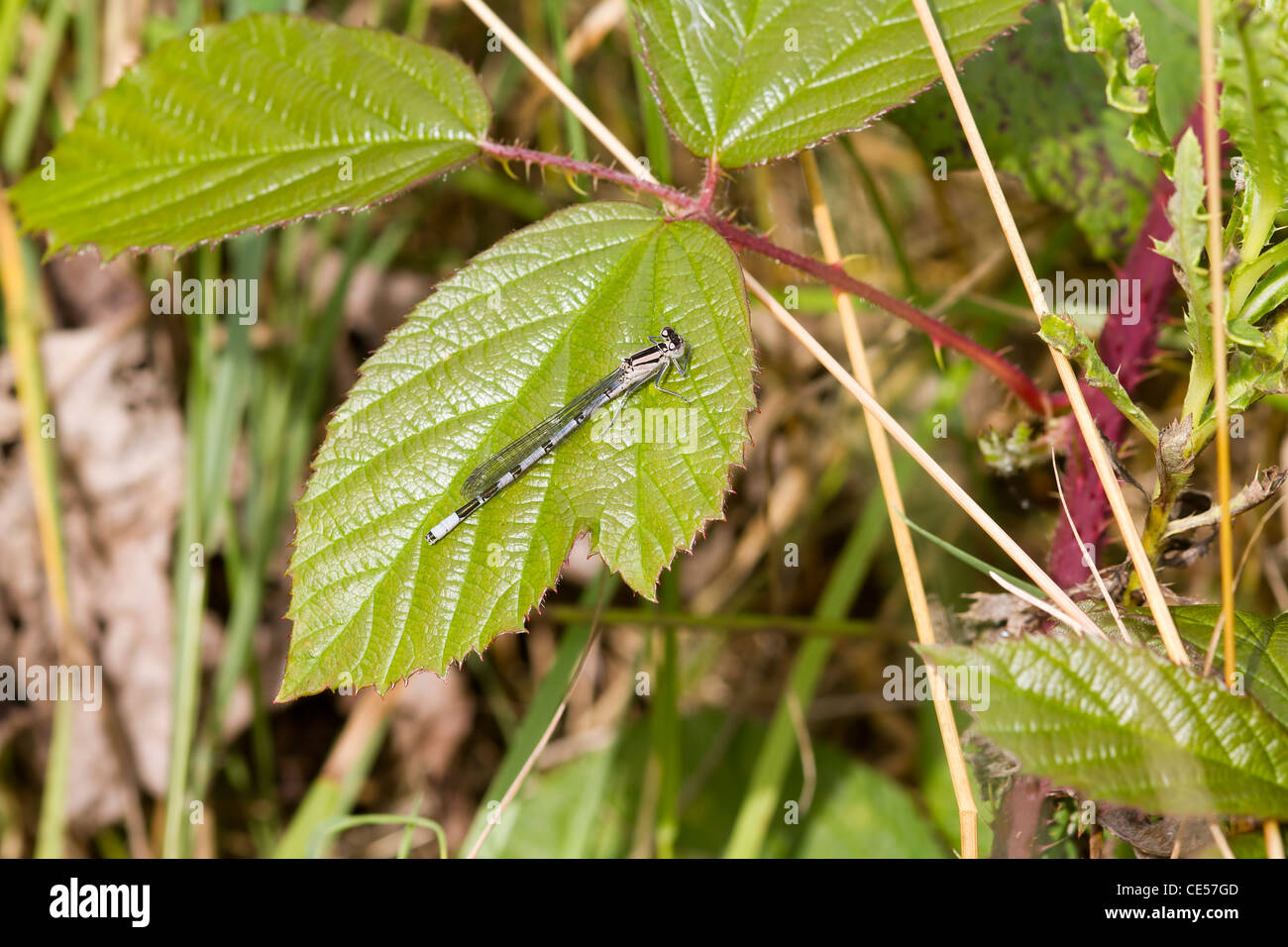 Damselfly resting on a large leaf closeup Stock Photo - Alamy