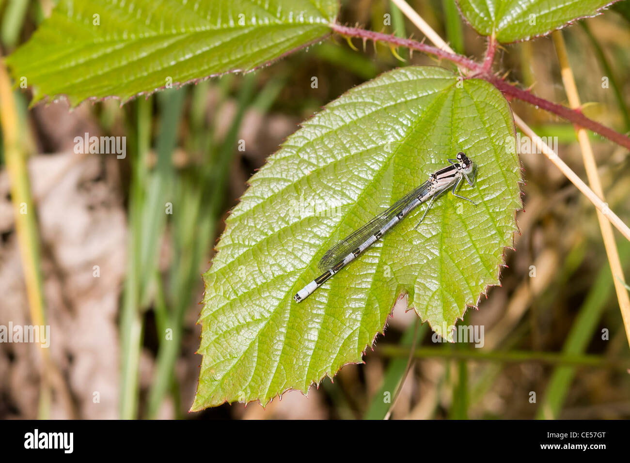 Damselfly resting on a large leaf closeup Stock Photo - Alamy