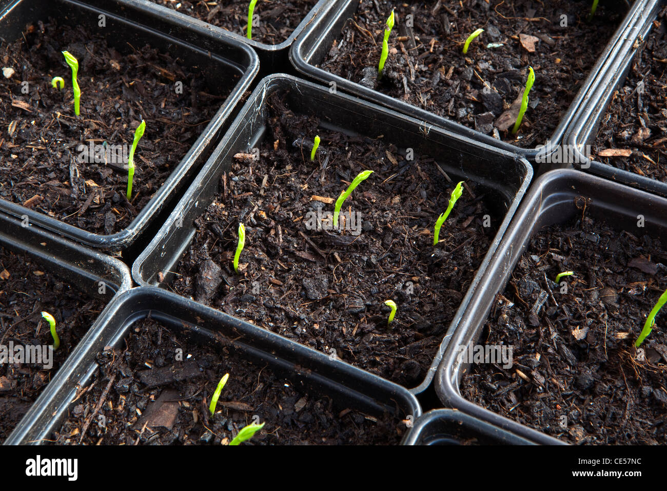 Sweet pea seedlings hi-res stock photography and images - Alamy