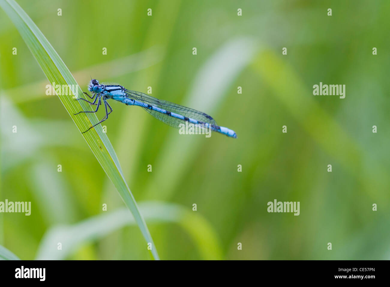 Blue Damselfly resting on a grass stem closeup Stock Photo