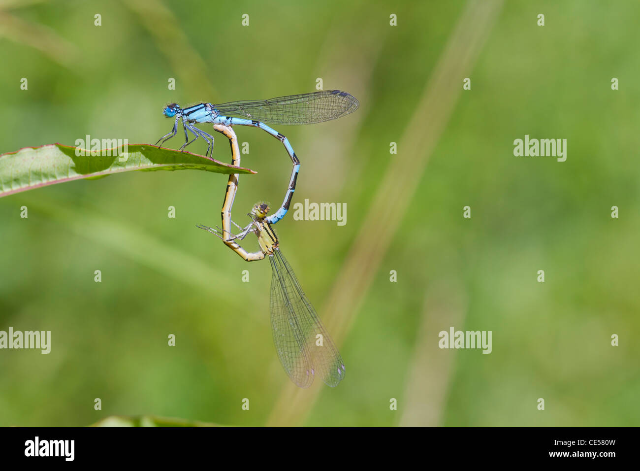 Blue Damselfly mating on a leaf closeup Stock Photo - Alamy