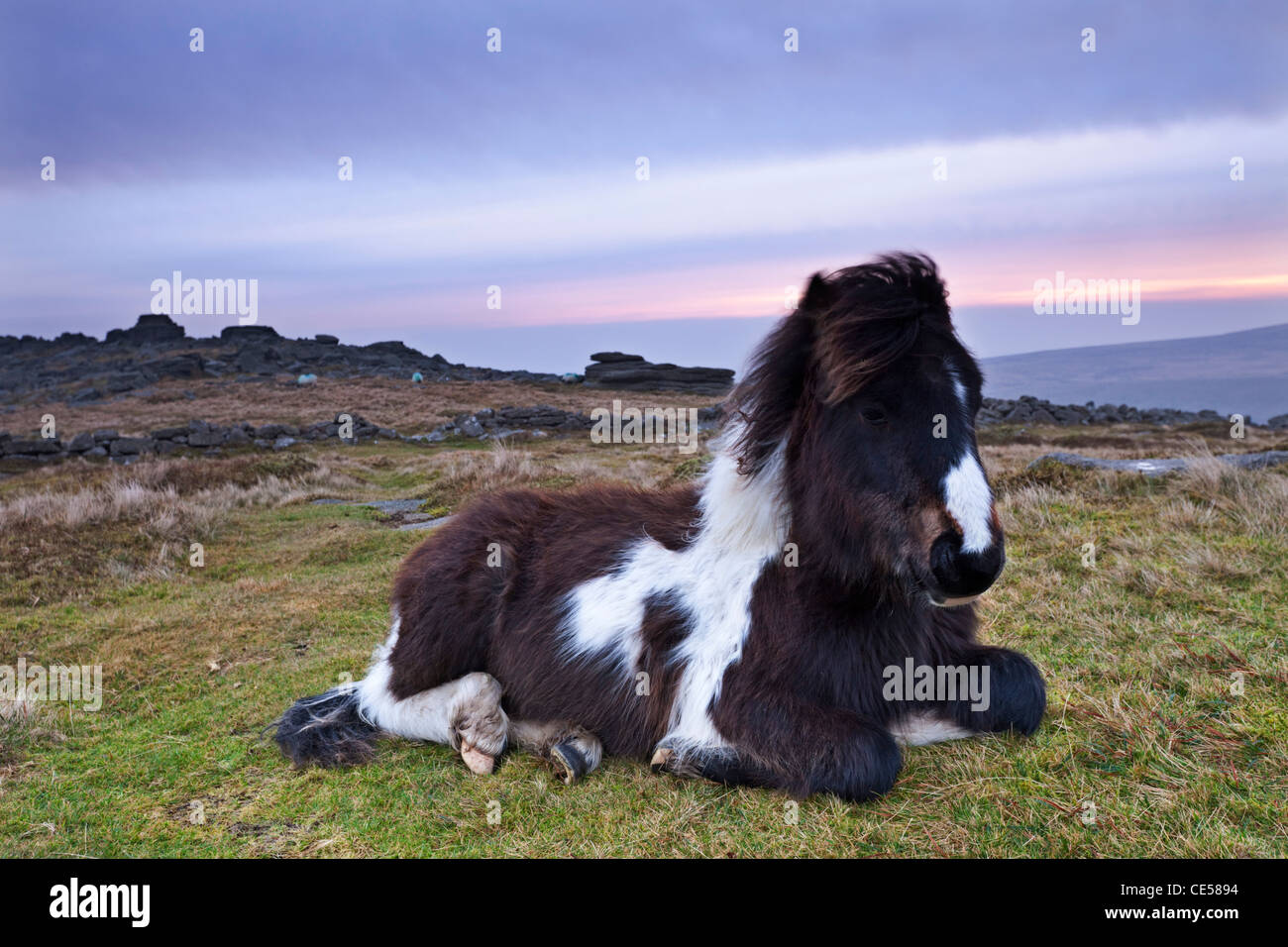 Shetland Pony resting on Dartmoor moorland at sunrise, Belstone Tor