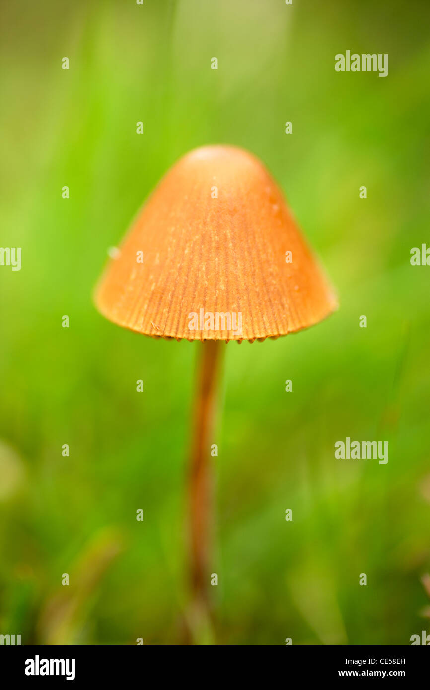 small mushroom growing on Dartmoor Stock Photo Alamy