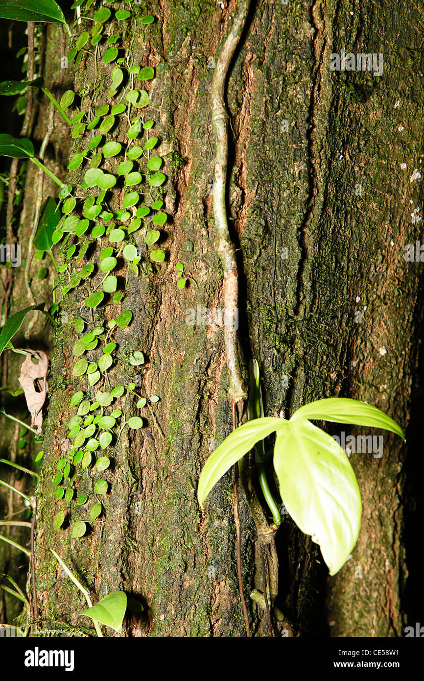 Tropical rainforest bolivia hires stock photography and images Alamy