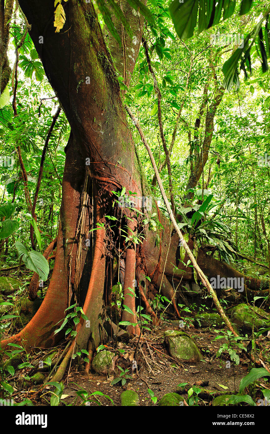 tropical rain forest trees detail evergreen humid amazon rainforest Stock Photo