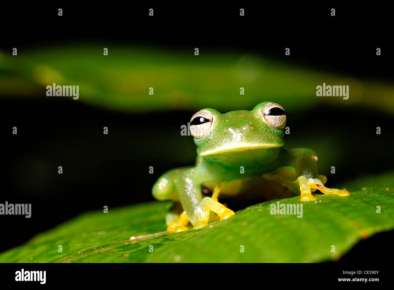 amphibian frog green rainforest jungle tropical copy space Stock Photo