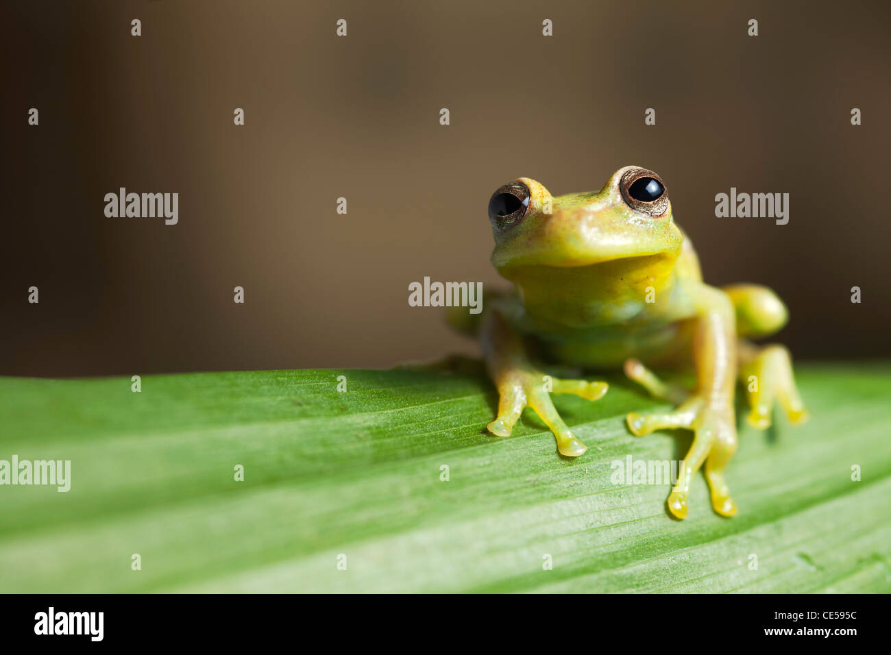 frog amphibian treefrog rainforest branch tropical Stock Photo
