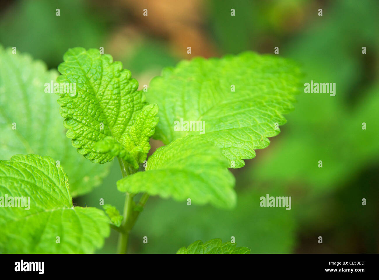 Lemon balm (Melissa officinalis), a perennial herb in the mint family ...