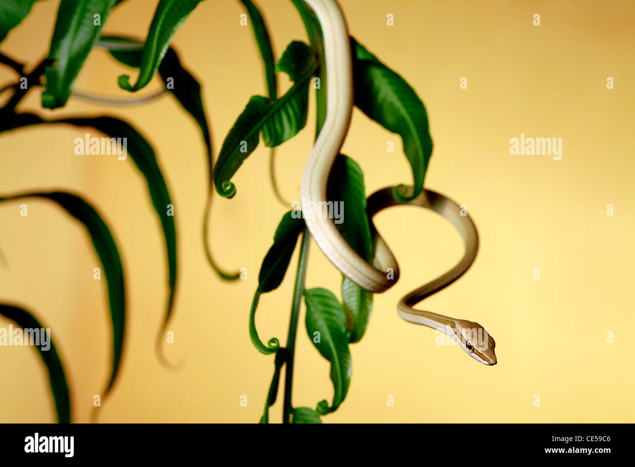 tree snake hangging down from a fern Stock Photo